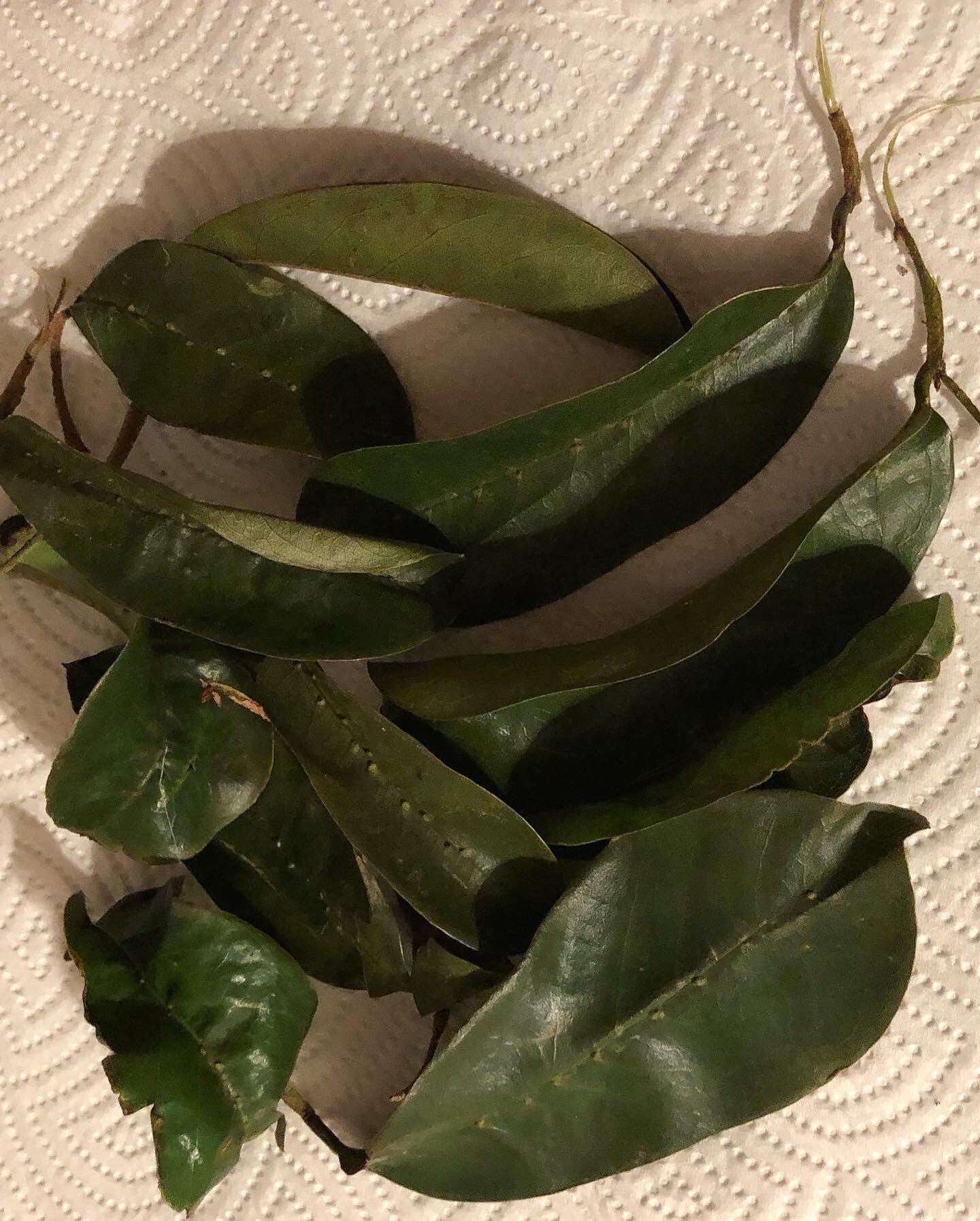 Jamaican Graviola Soursop Leaves - 1 Bag (We sell by the quantity not grams)