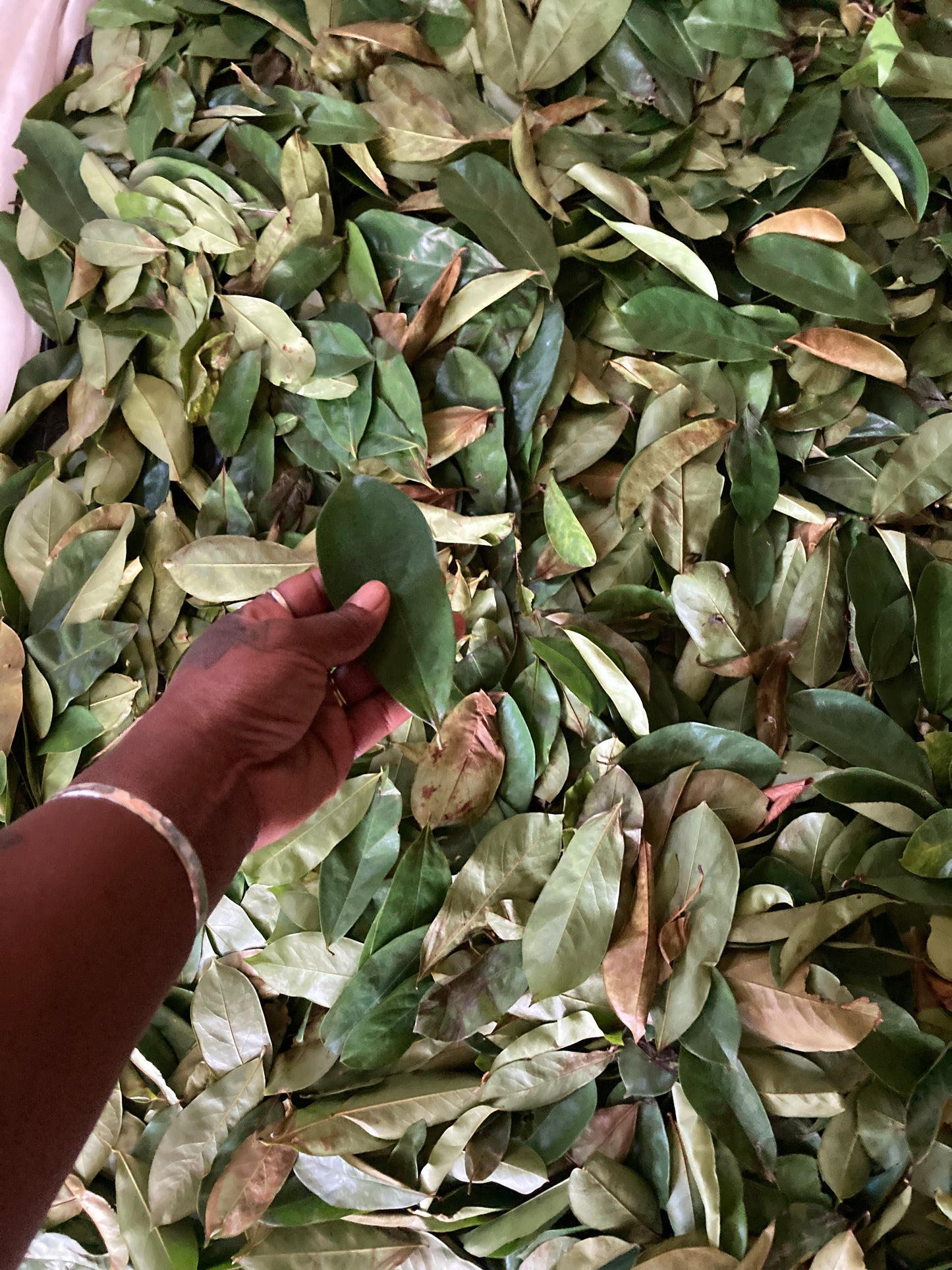 Jamaican Graviola Soursop Leaves - 1 Bag