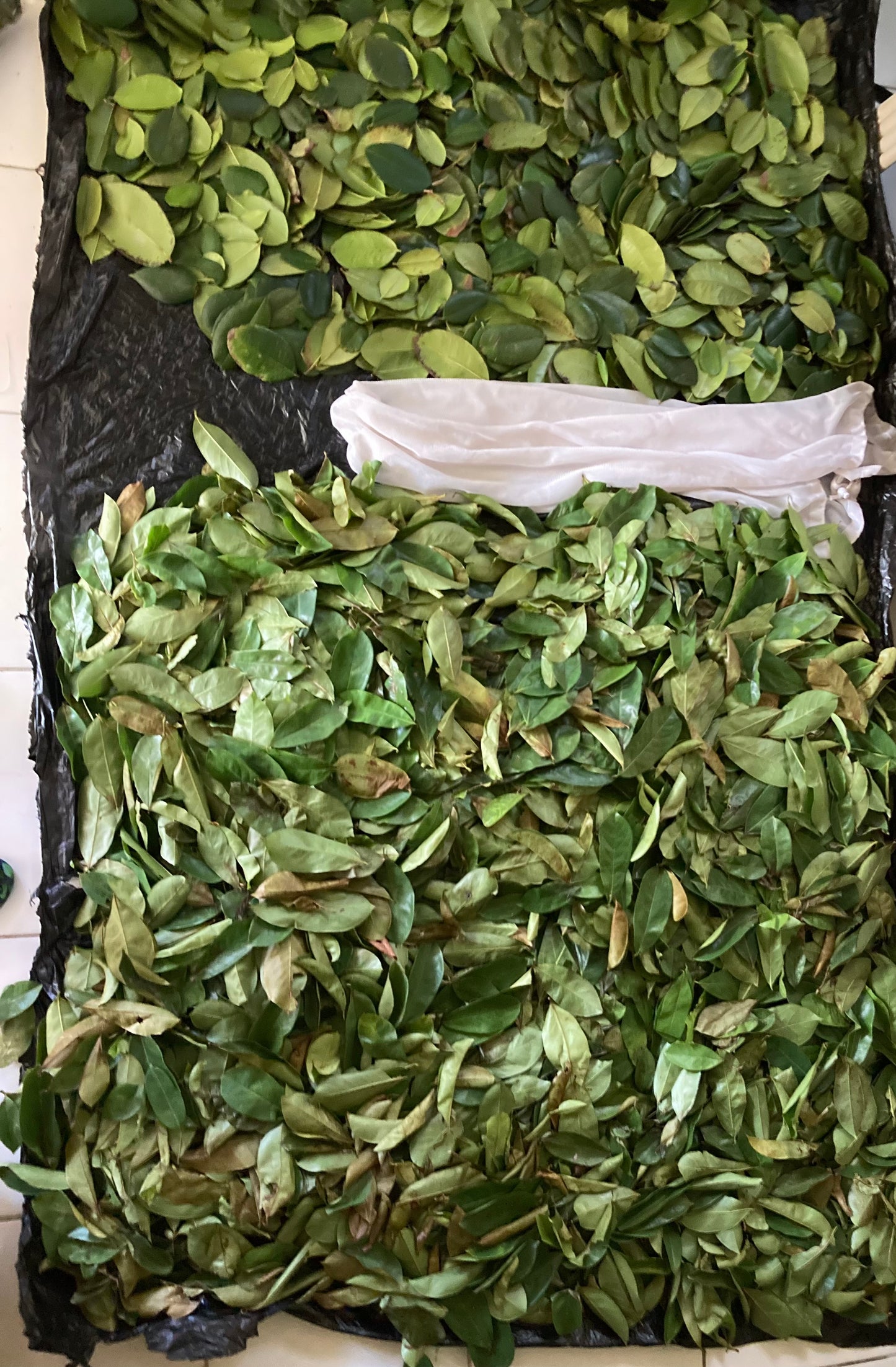 Jamaican Graviola Soursop Leaves - 1 Bag