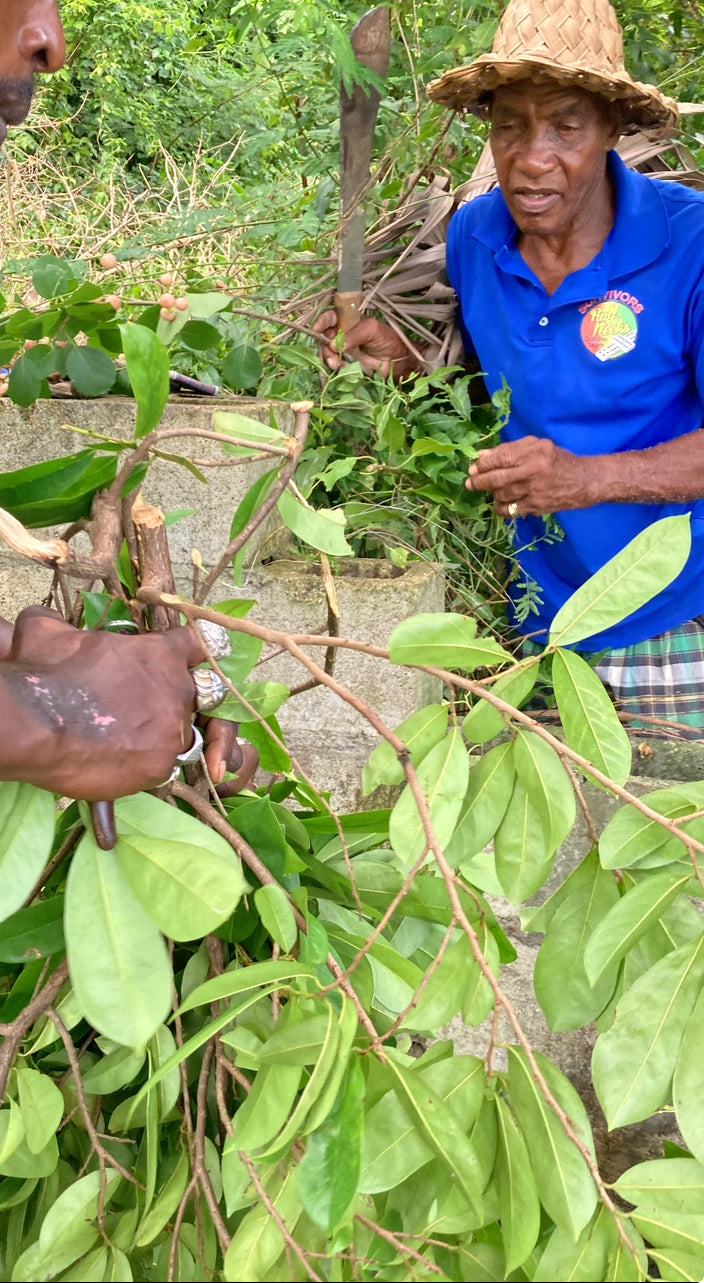 Jamaican Graviola Soursop Leaves - 1 Bag