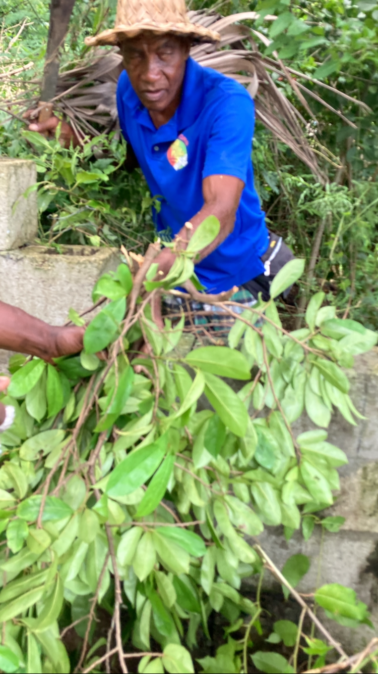 Jamaican Graviola Soursop Leaves - 1 Bag