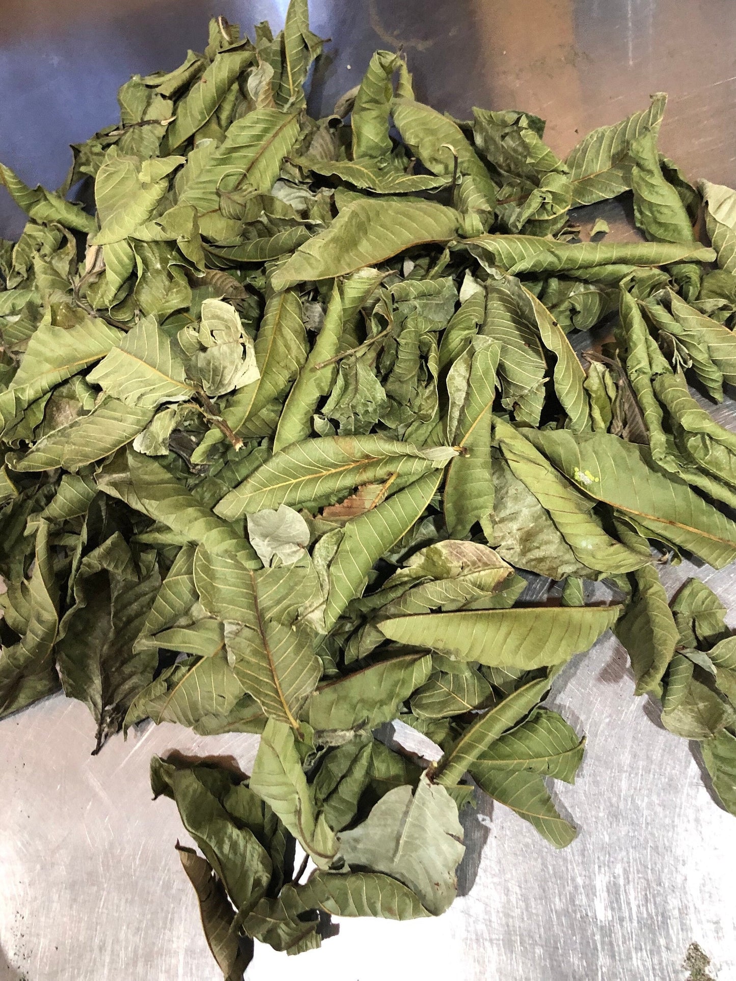 Jamaican Guava Leaves - Wildcrafted Jamaican, Air dried, Hand-Picked