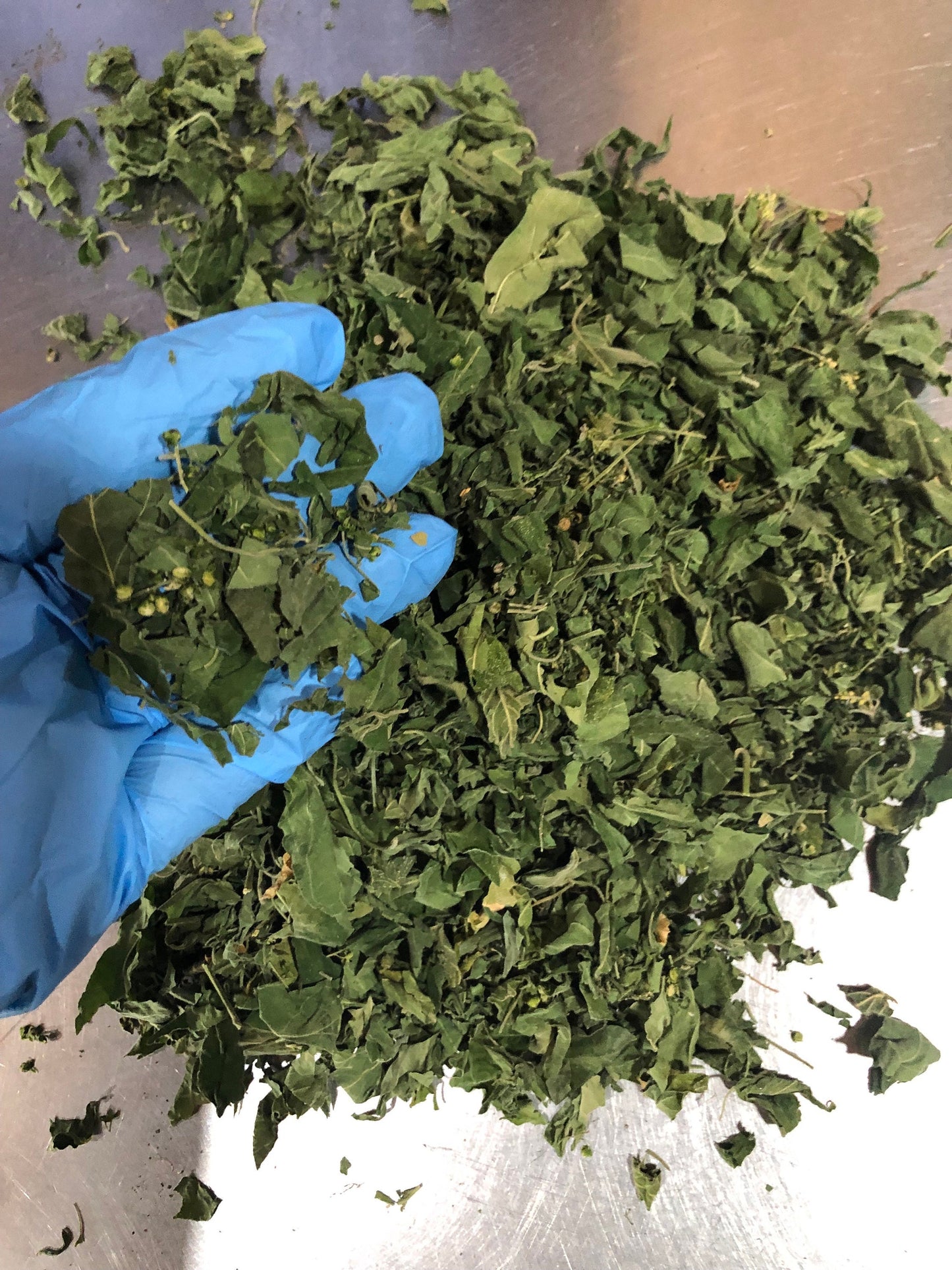 Jamaican Dog Blood Herb | Bush Tea | Wildcrafted from Jamaica | Responsible Harvested | 100% Natural |Now comes in clear bag.