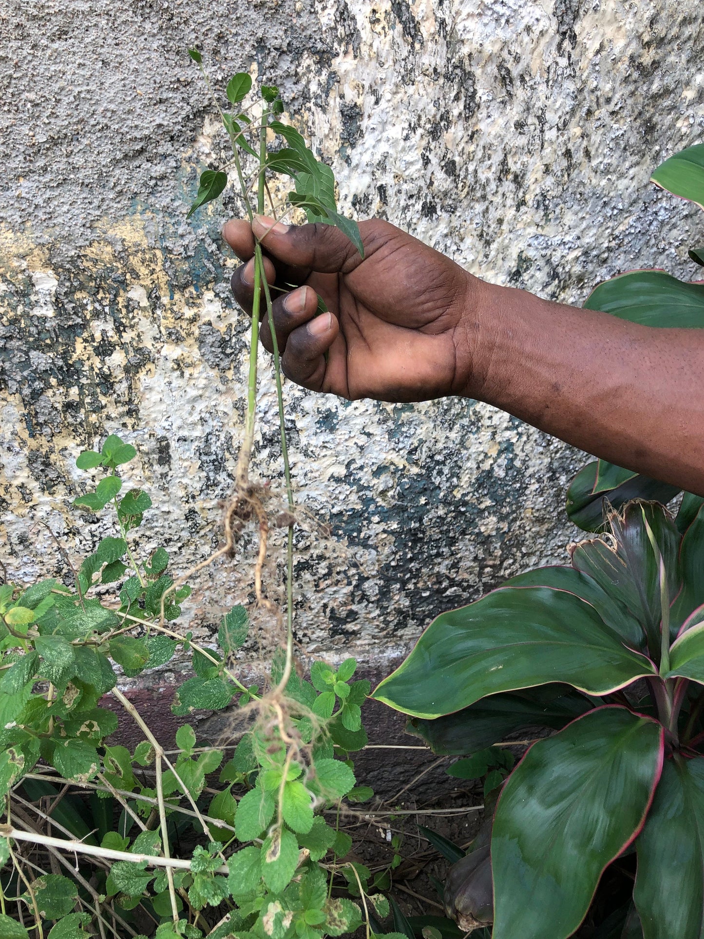 Jamaican Dog Blood Herb | Bush Tea | Wildcrafted from Jamaica | Responsible Harvested | 100% Natural |Now comes in clear bag.