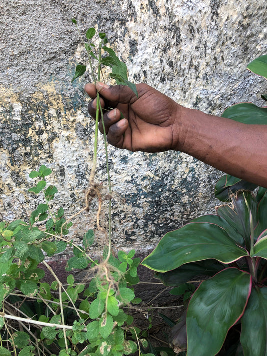 Jamaican Dog Blood Herb | Bush Tea | Wildcrafted from Jamaica | Responsible Harvested | 100% Natural |Now comes in clear bag.